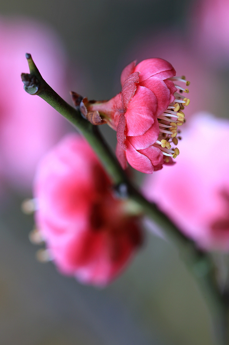 一花一世界,一叶一菩提
