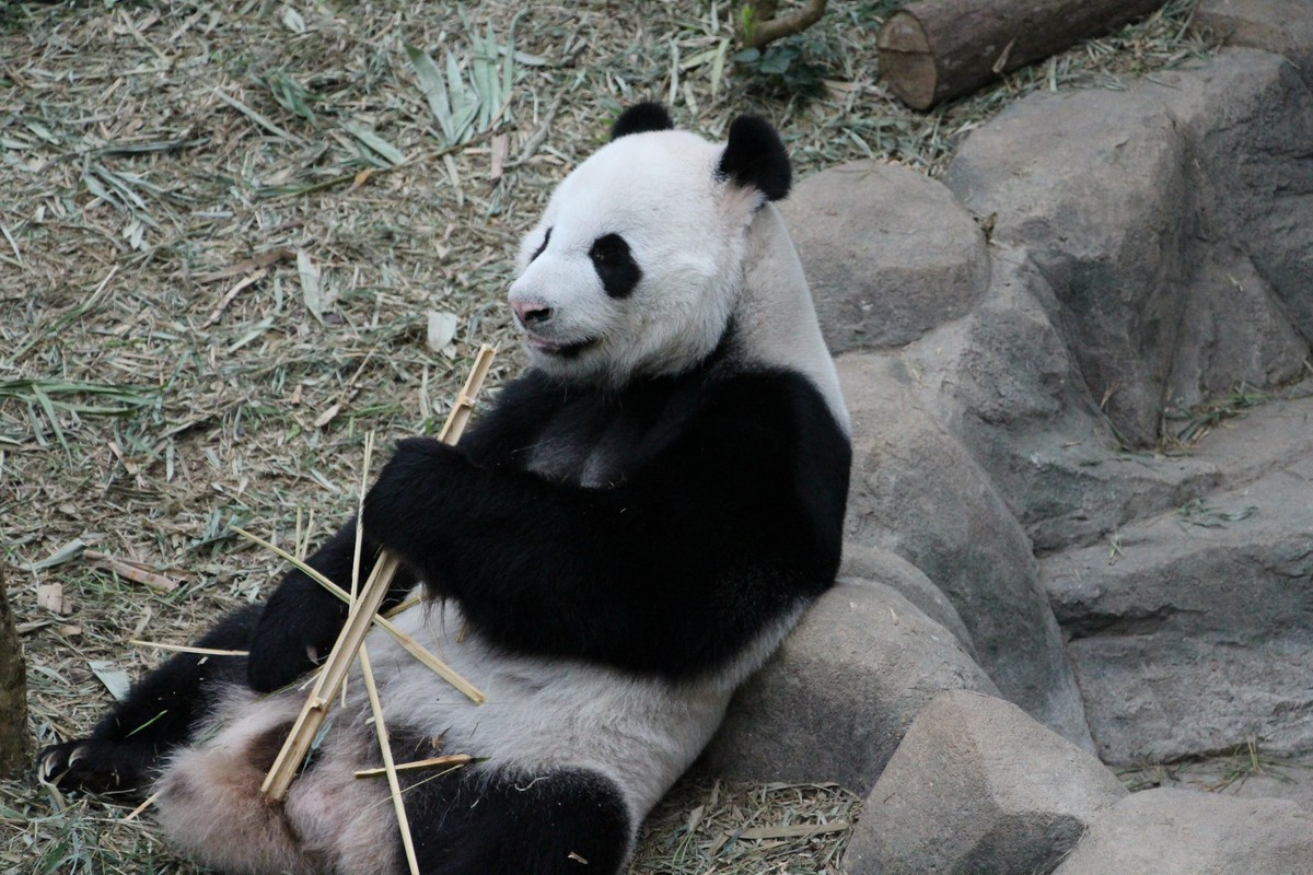 新加坡的熊猫园_游侠客摄影网_中国最大的摄影旅游网站