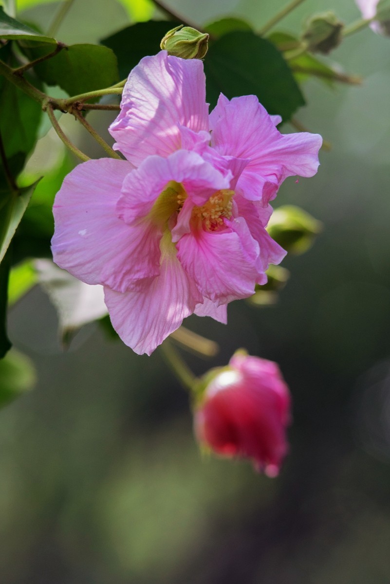 蓉城醉芙蓉