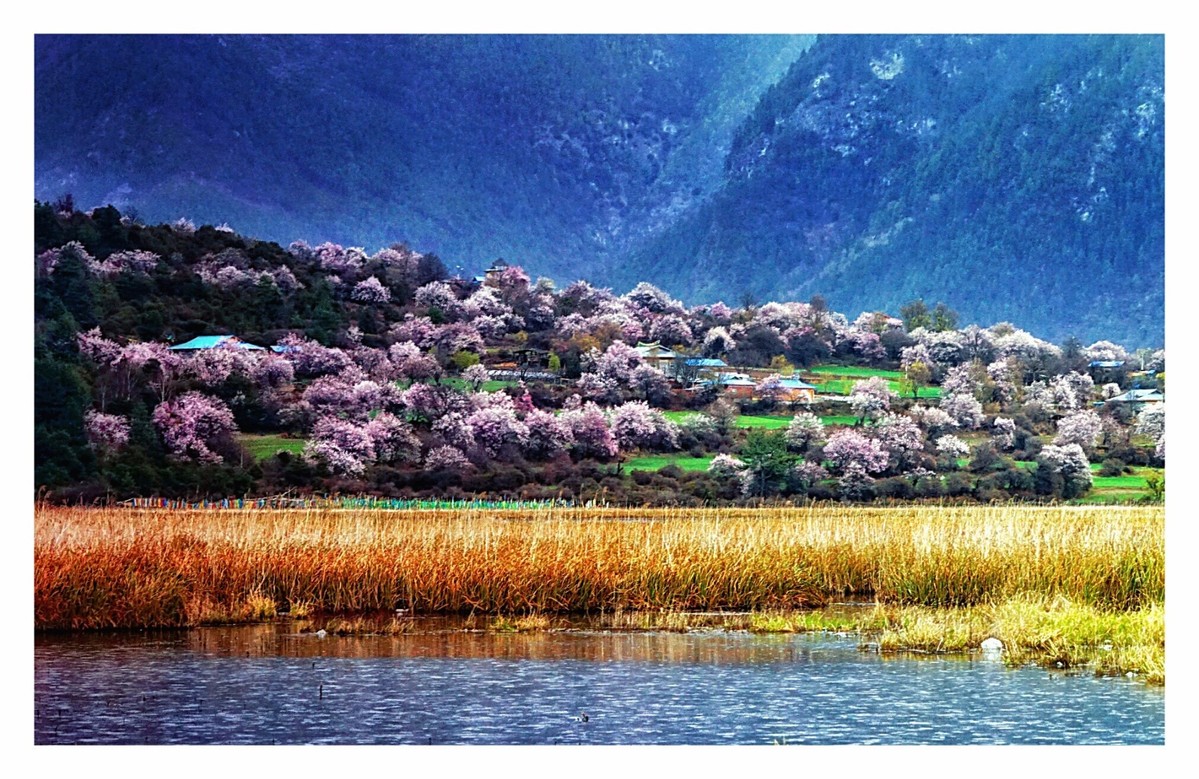 西藏林芝桃花行摄——波密嘎朗村