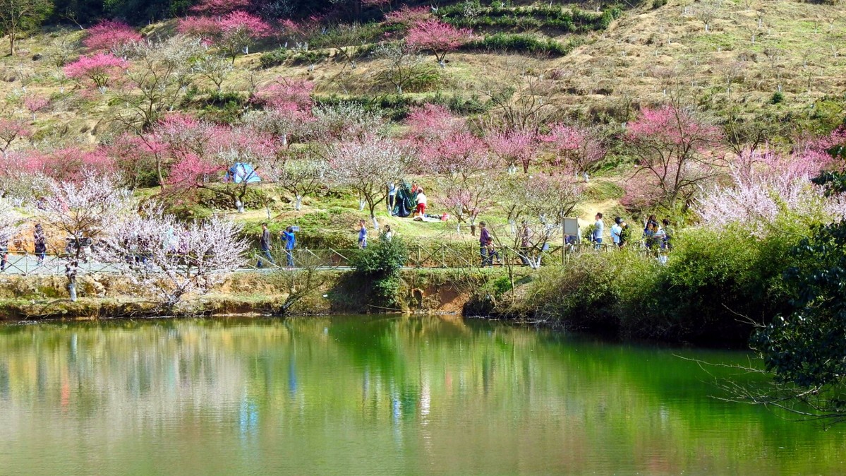 2016.02.28萧山进化镇首届吉山梅花节