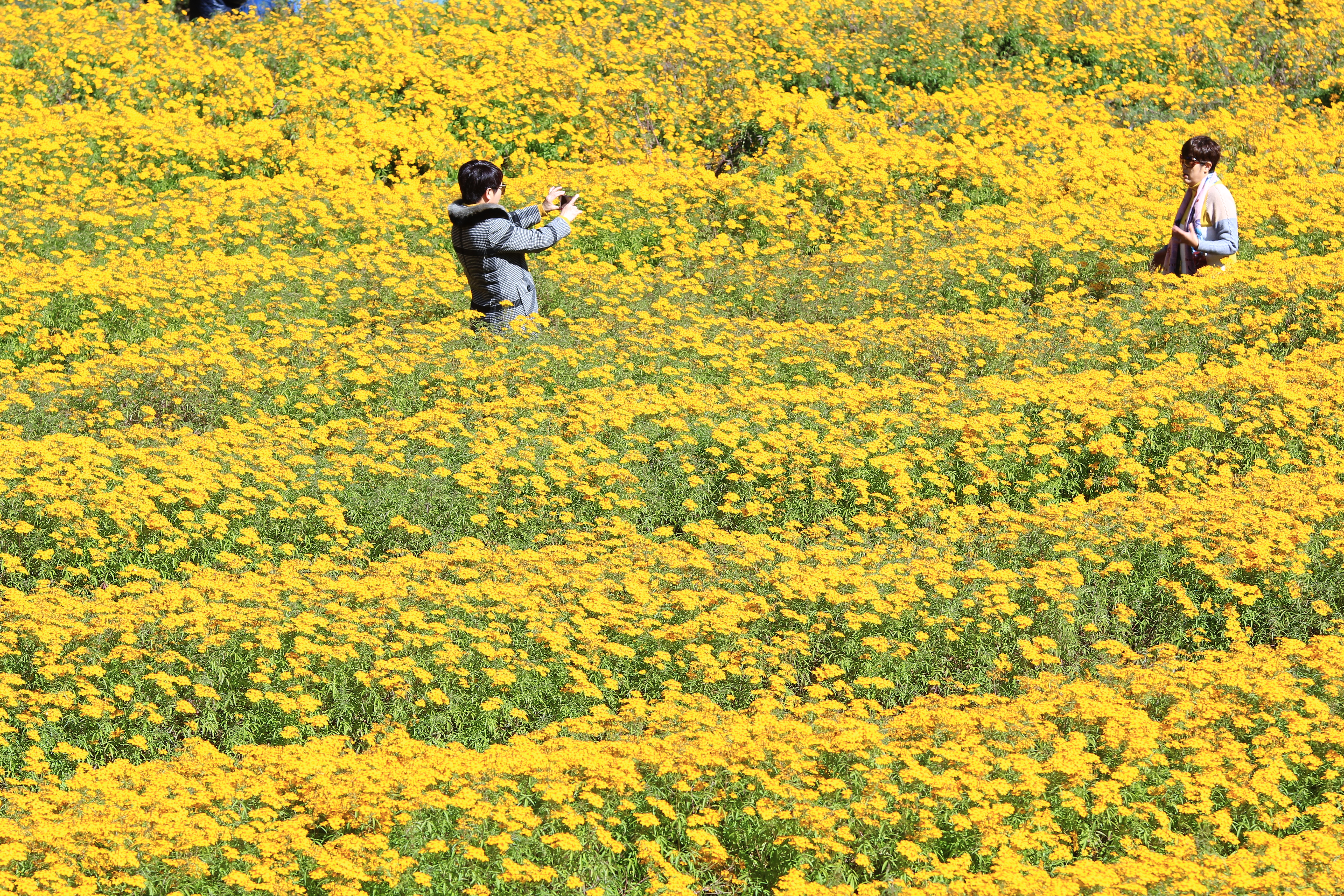 菊花田 