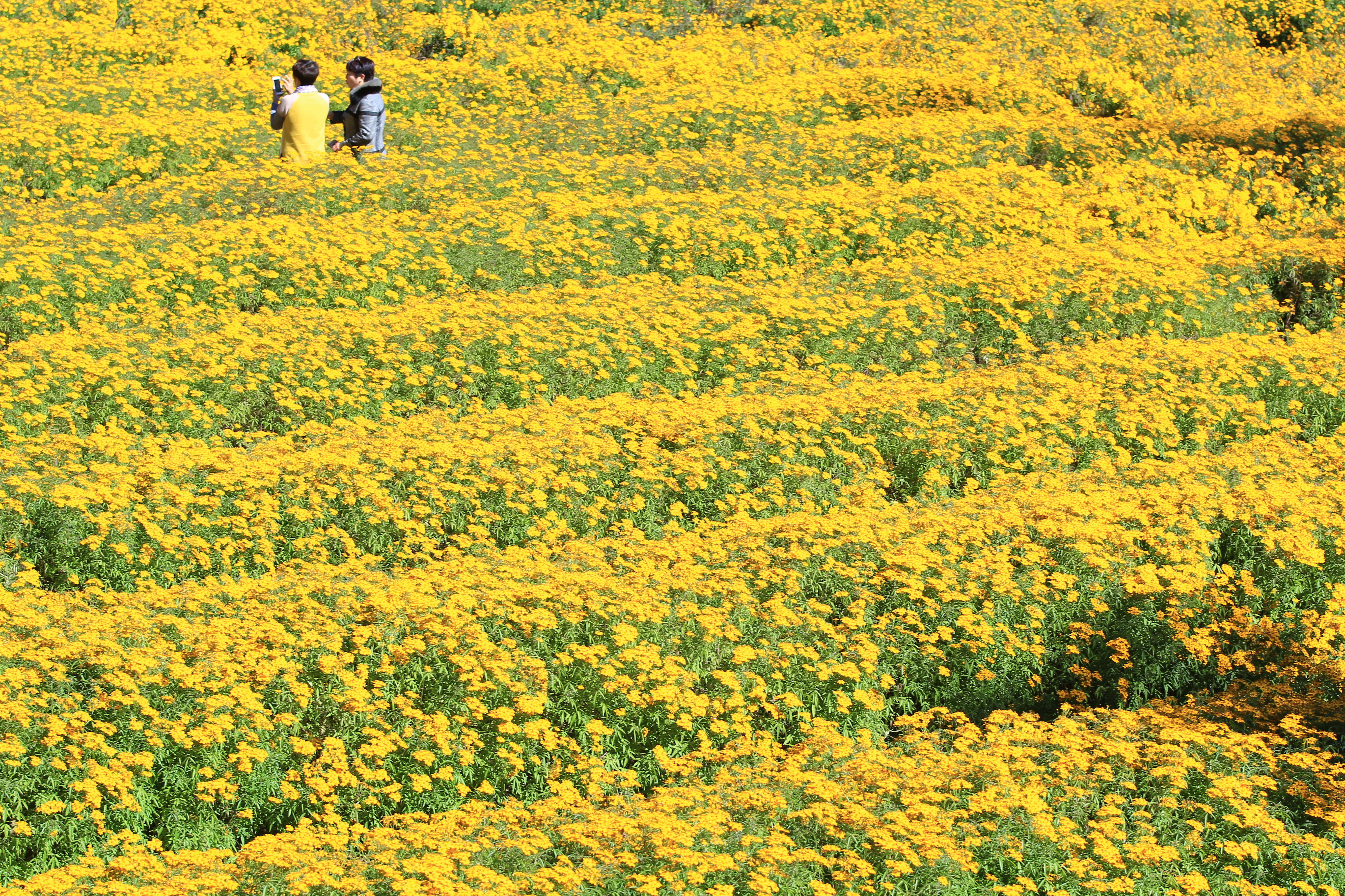 菊花田