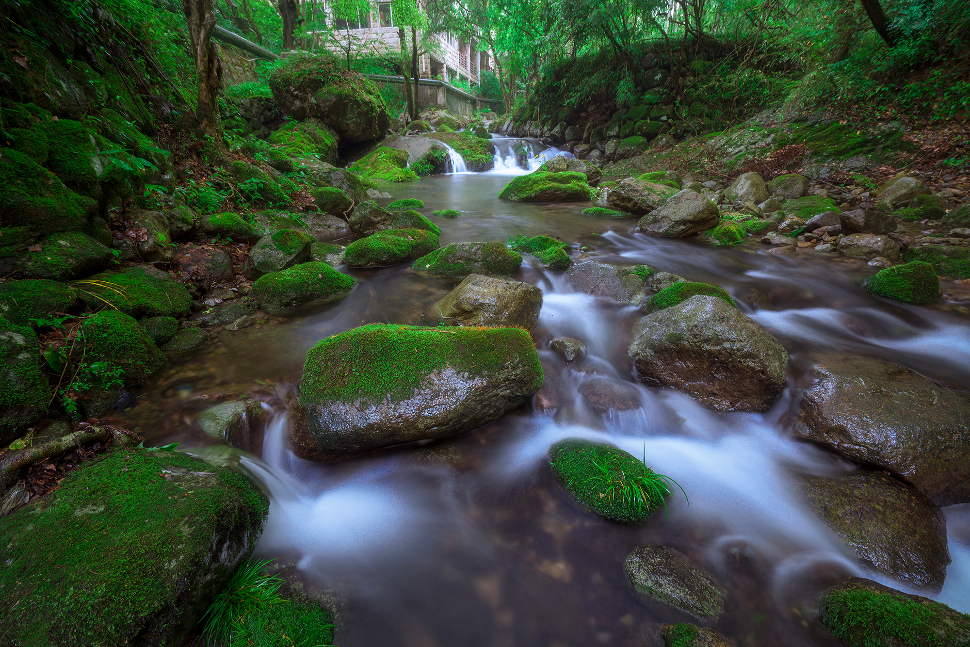 天目山溪水青苔