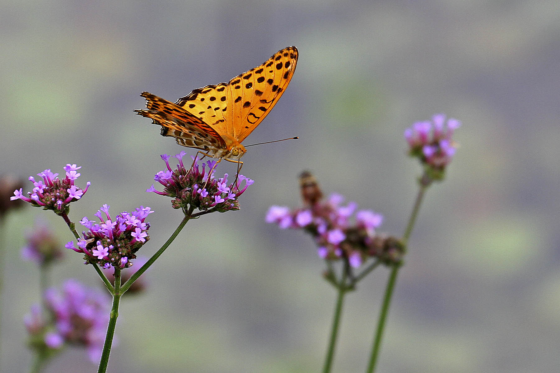 一组蝶恋花分享