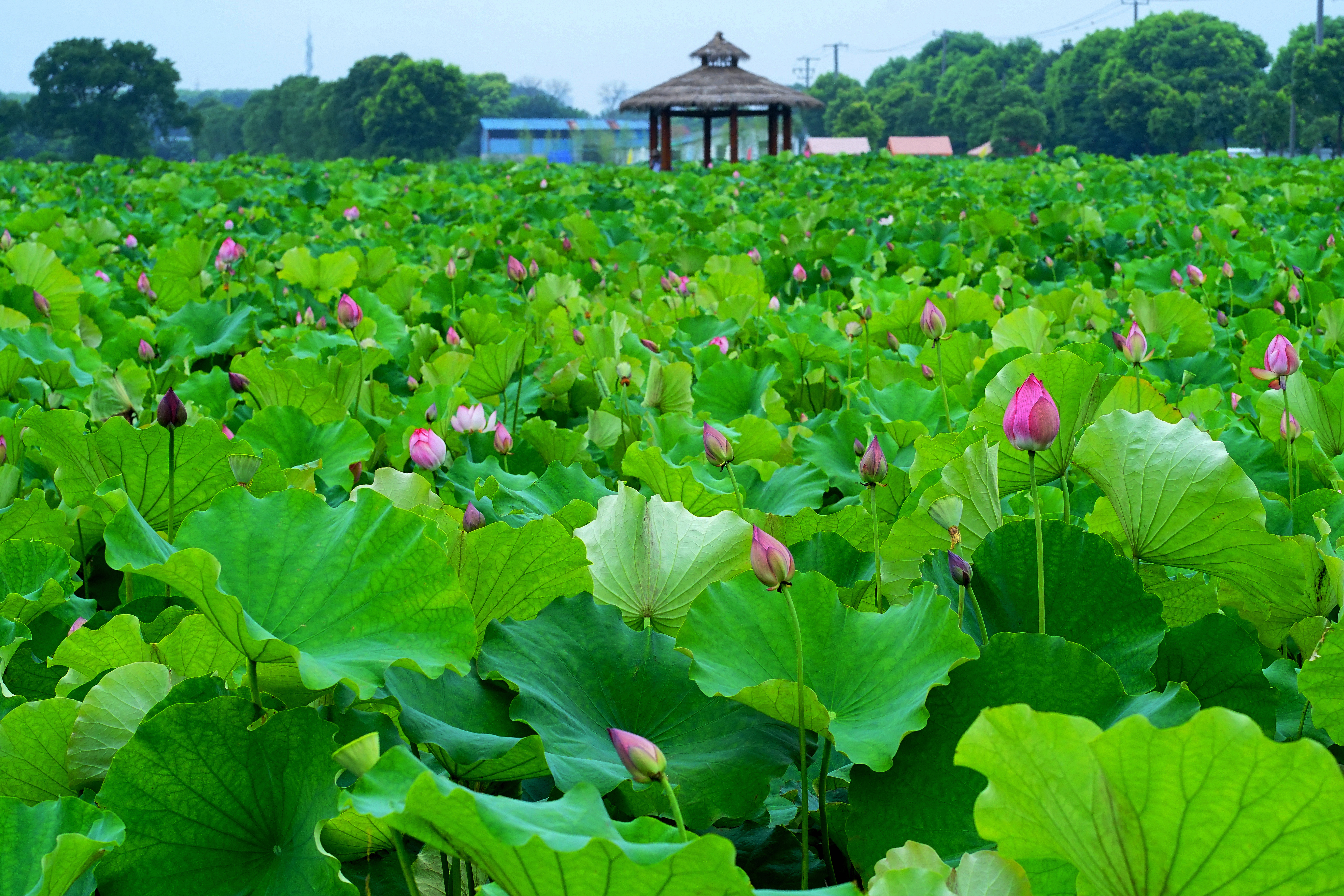 嘉北郊野公园荷花林