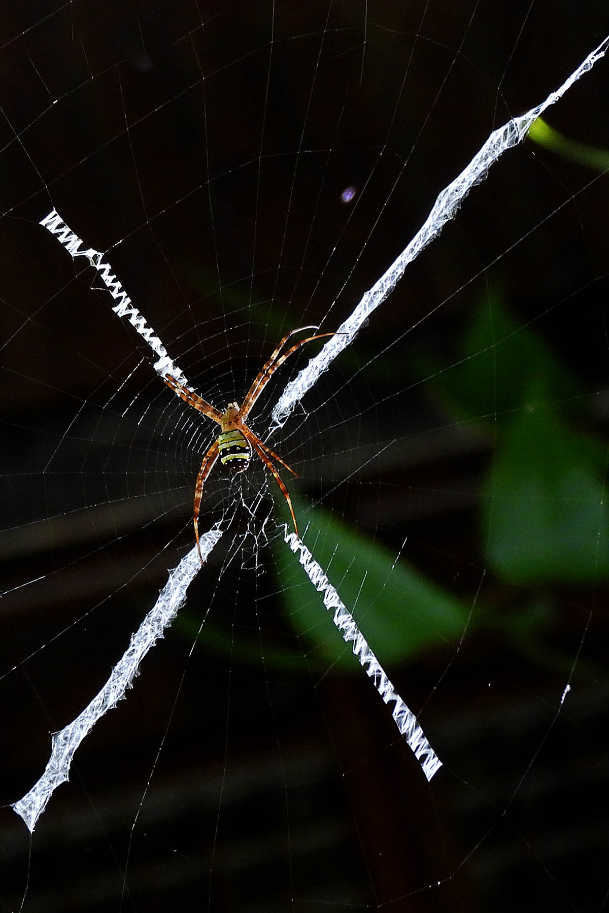 悦目金蛛编织字母