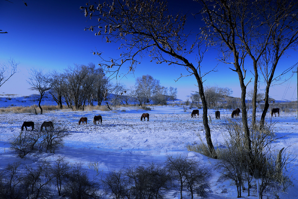 雪色旖旎-冬日行摄乌兰布统