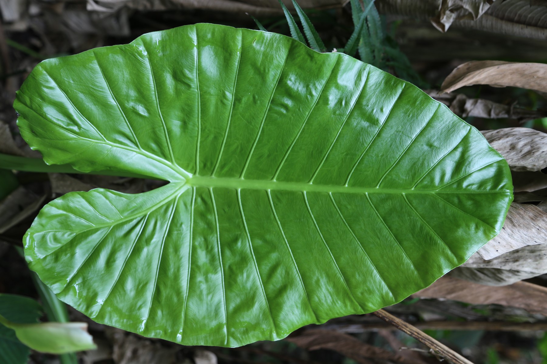 面包树_游侠客摄影_摄影旅游站