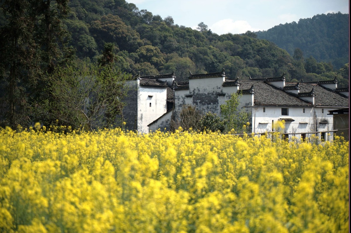 江西婺源油菜花