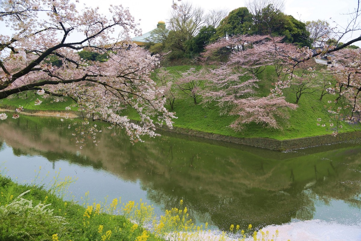 最美日本櫻花