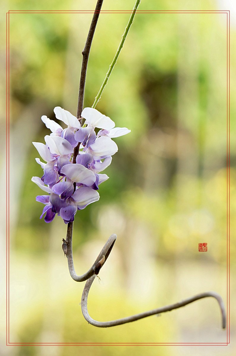 紫藤_游侠客摄影网_摄影旅游网站