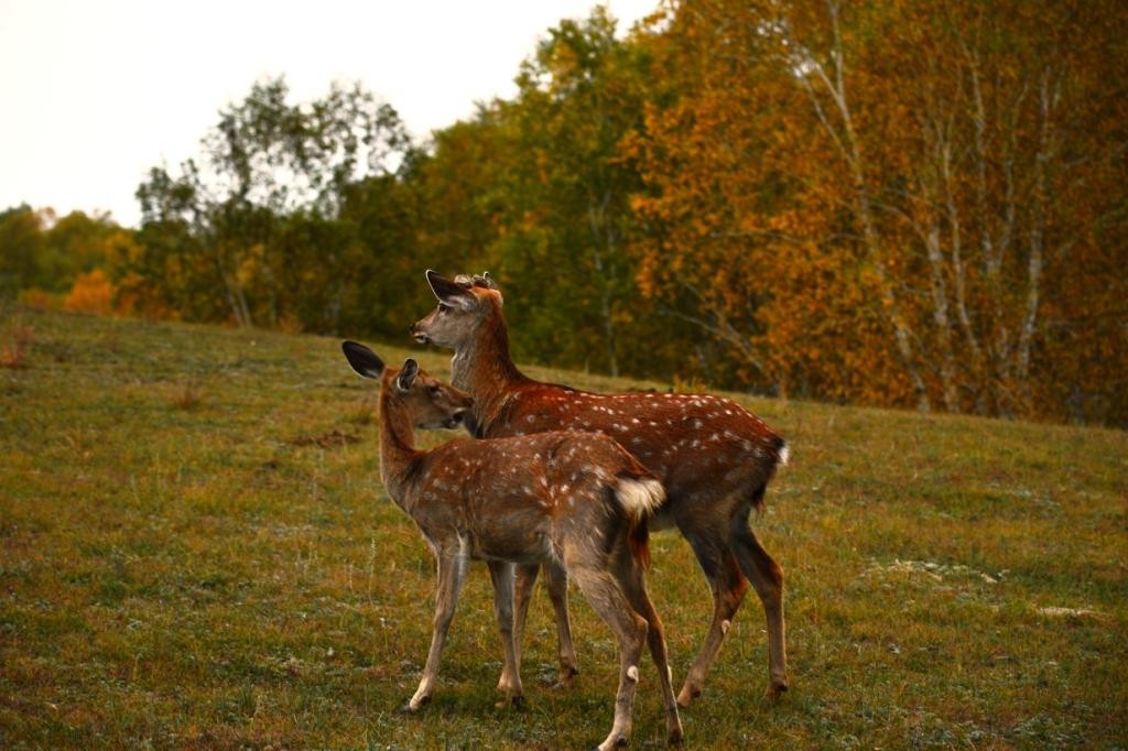 坝上风光——鹿与马