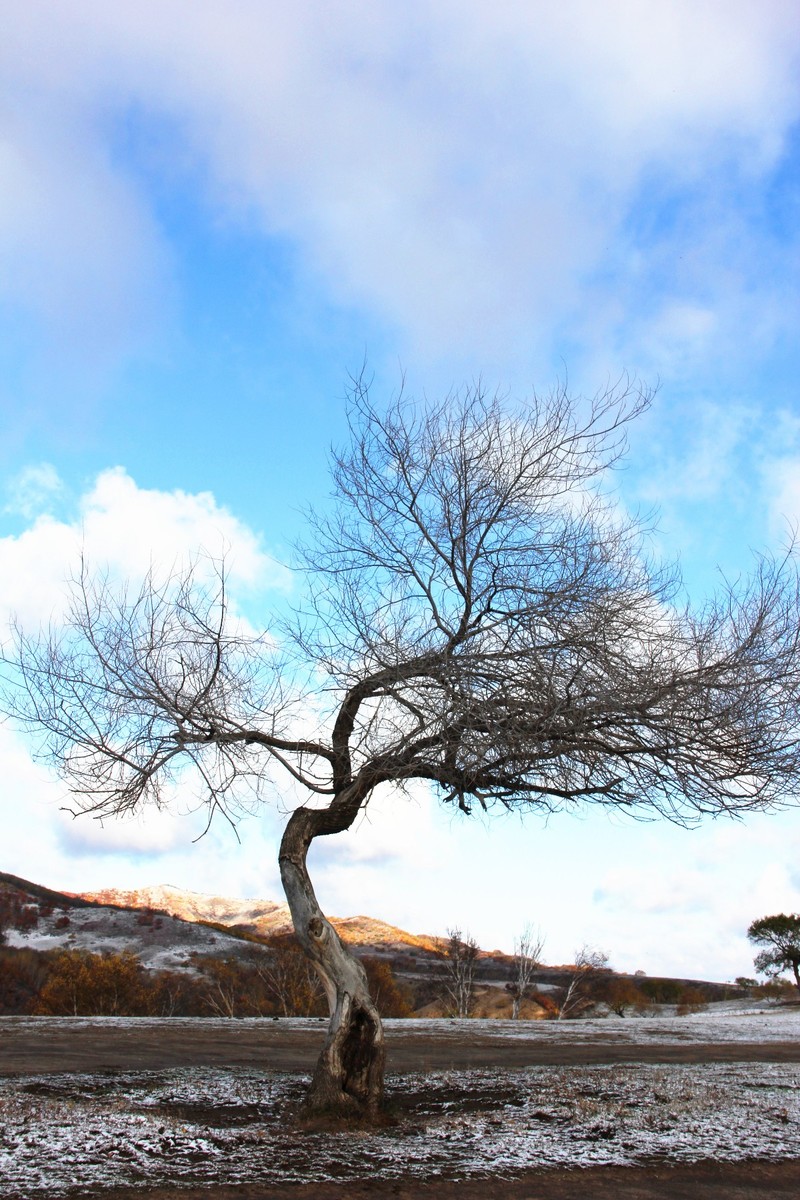 一棵树的姿态_游侠客摄影网_摄影旅游网站