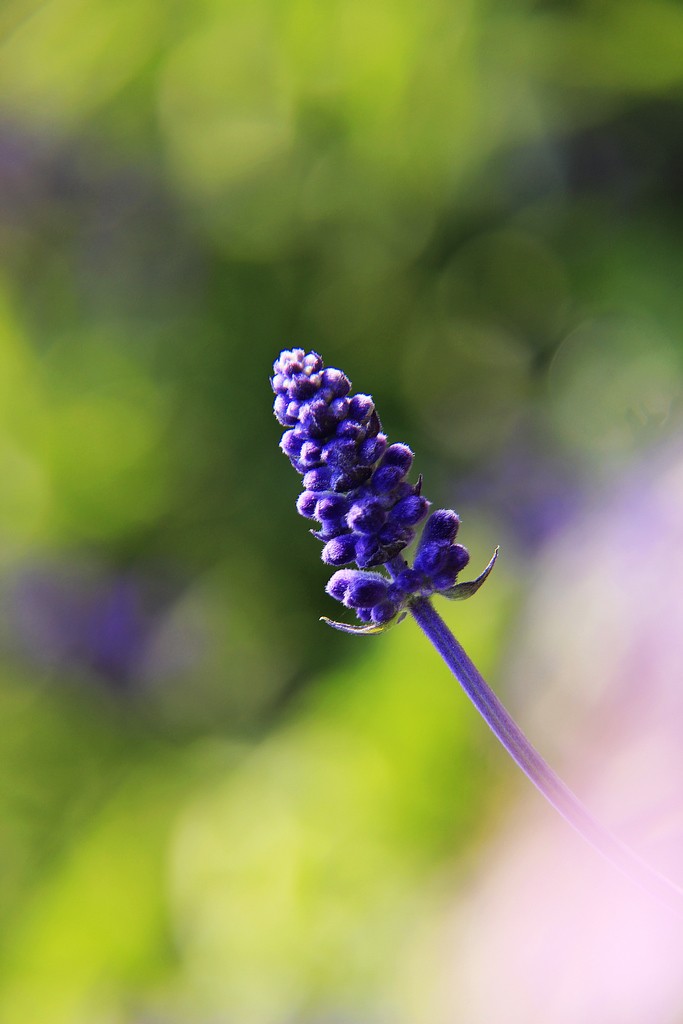 小紫花(近摄镜)