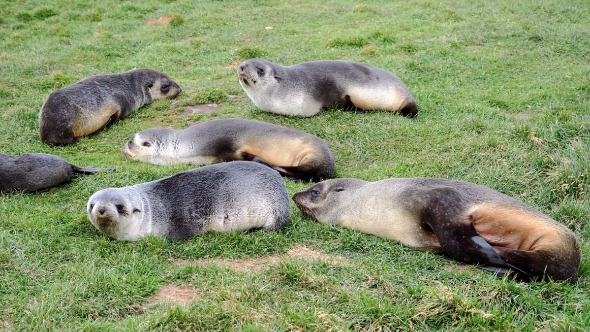极地动物_游侠客摄影网_摄影旅游网站