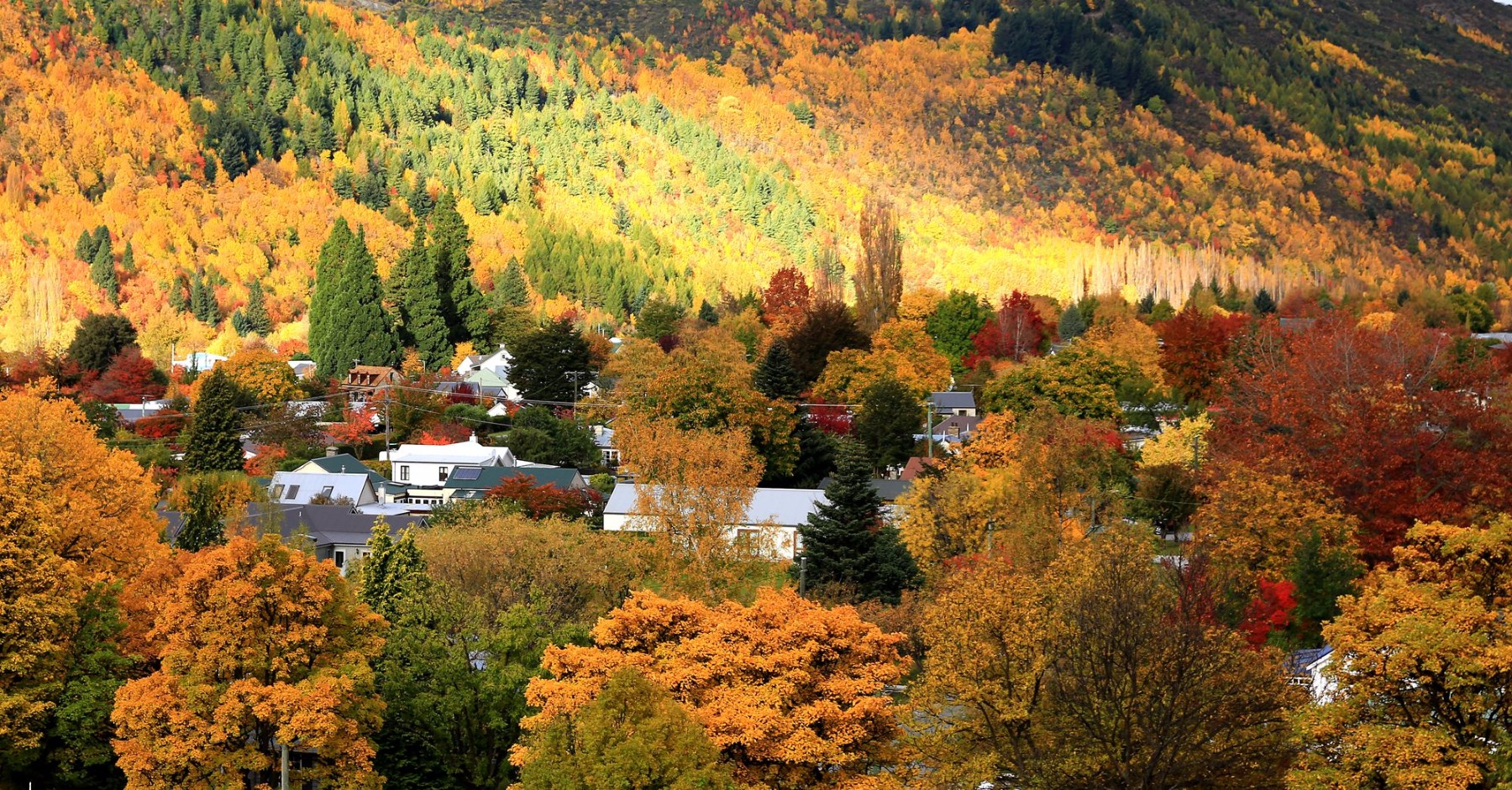 (新西兰)箭镇__专为秋天而生