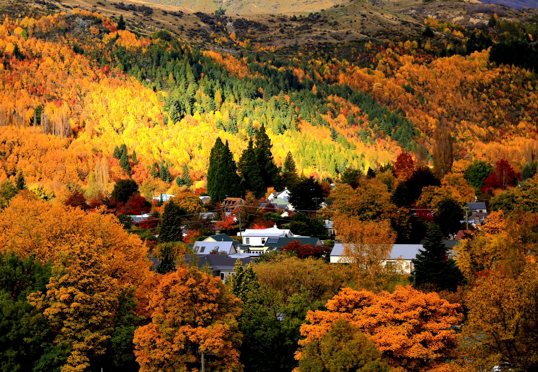 (新西兰)箭镇__专为秋天而生