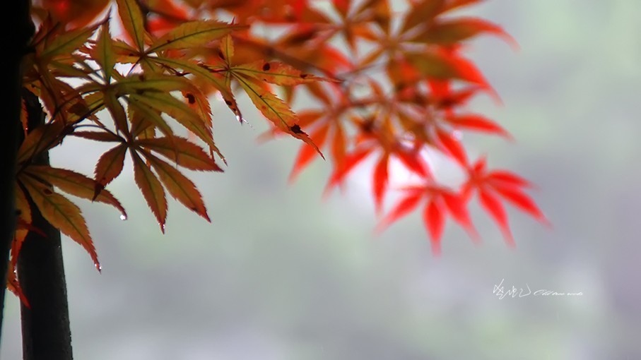 雨蒙蒙雾蒙蒙