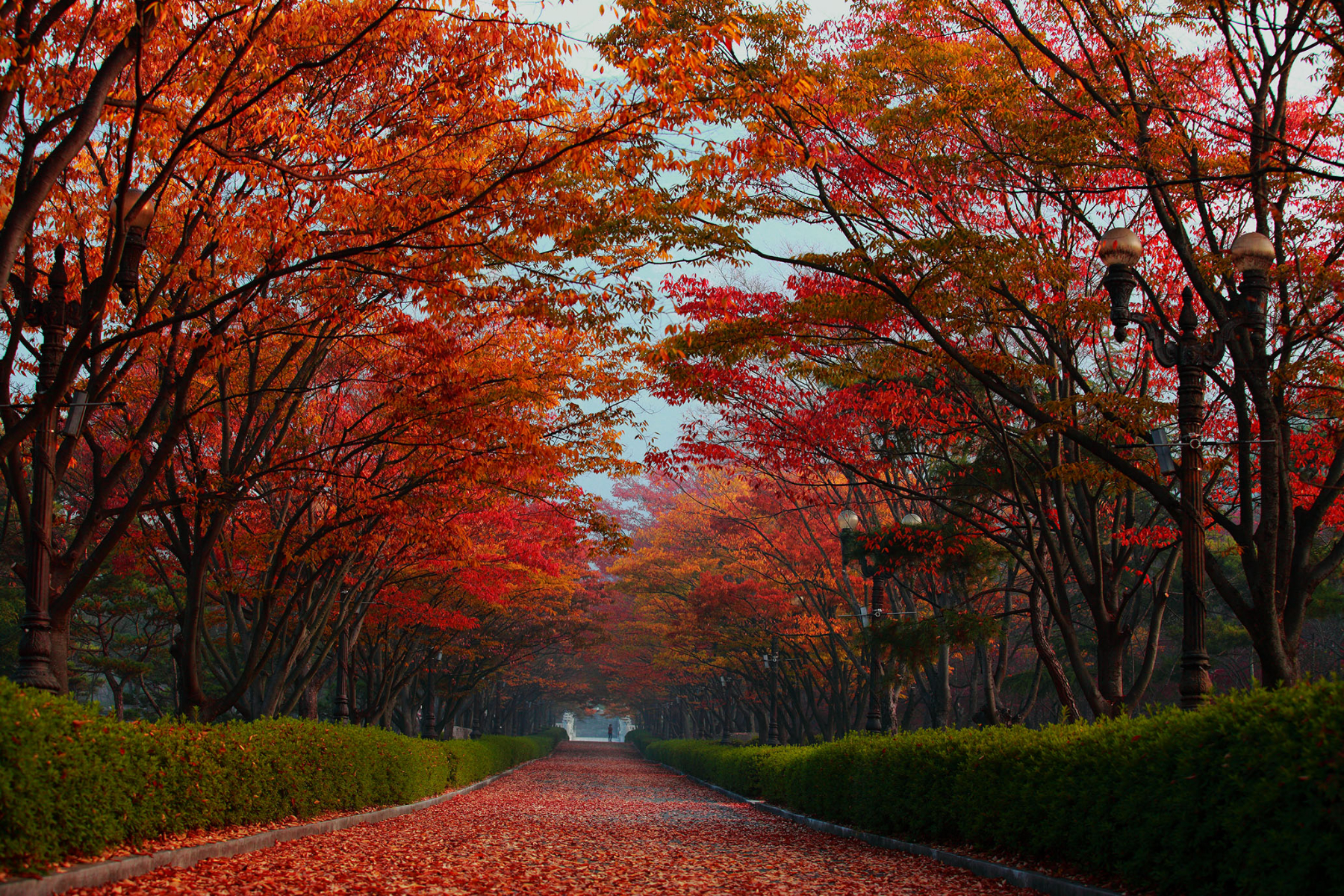 编辑推荐红红叶大道