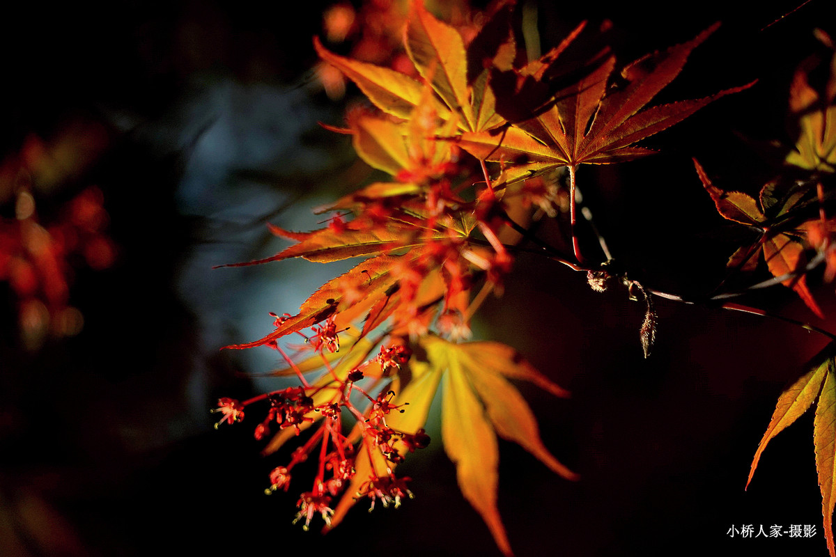 春风吹开枫叶花