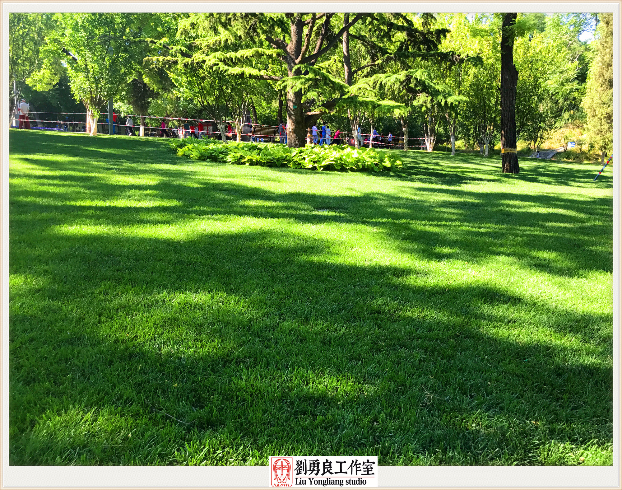 刘勇良手机摄影作品:绿荫树下系列