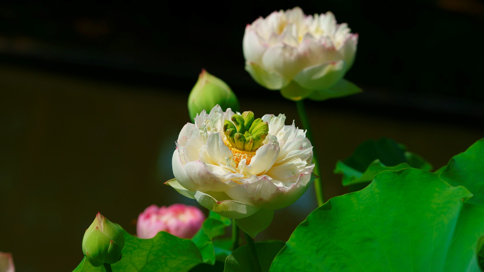 荷_摄影旅游线路_摄影作品_中国最大的摄影旅游网站