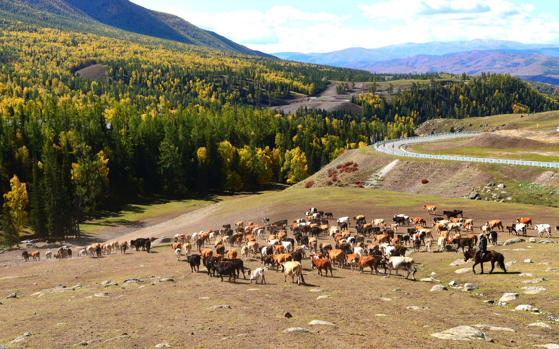 壮观的新疆阿勒泰地区秋季牧业大转场
