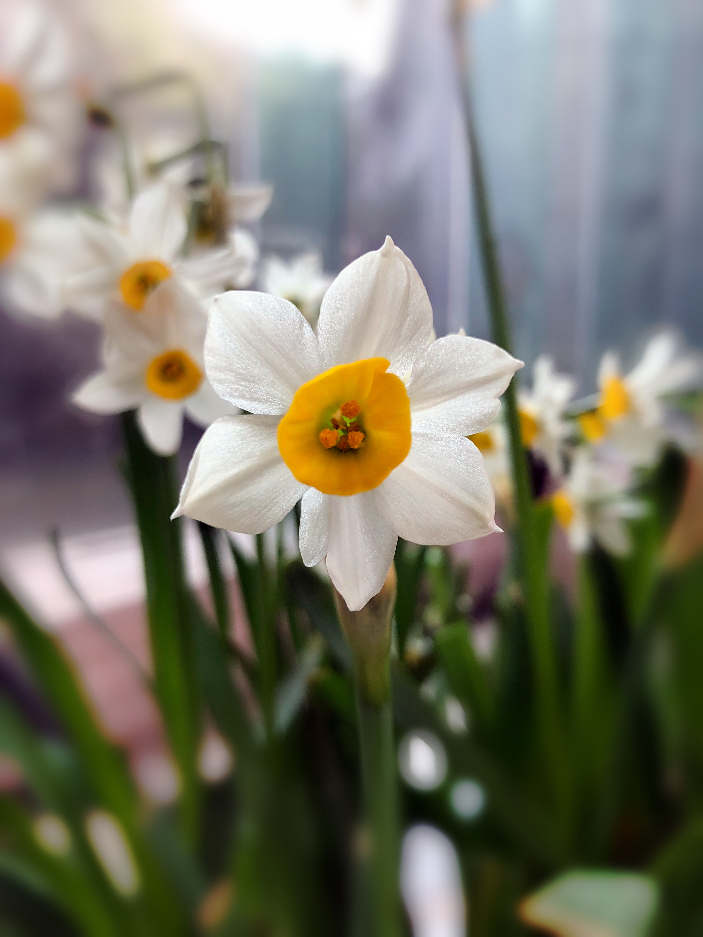 九真山水仙花_游侠客摄影_摄影旅游站