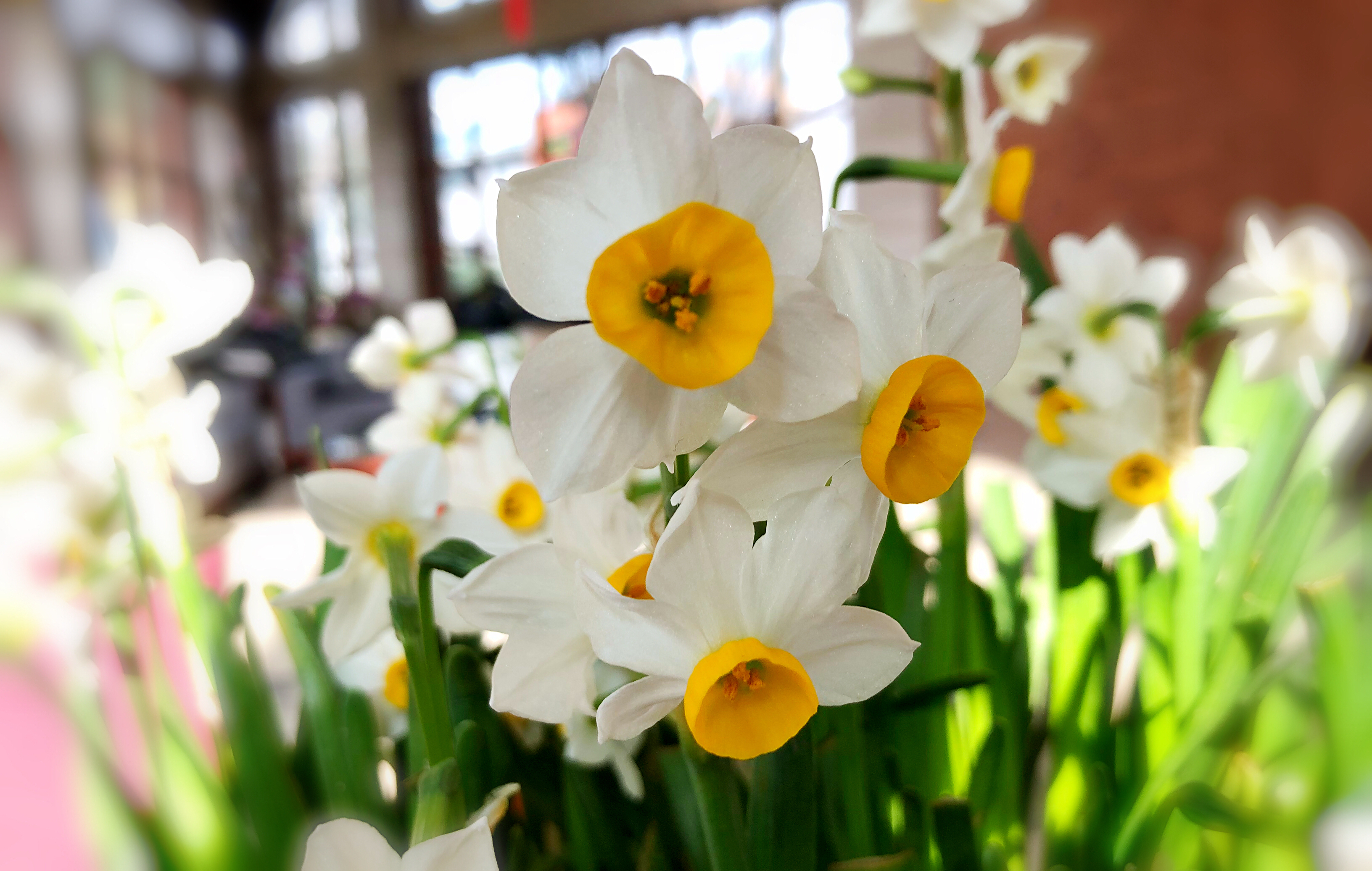 九真山水仙花_游侠客摄影_摄影旅游站