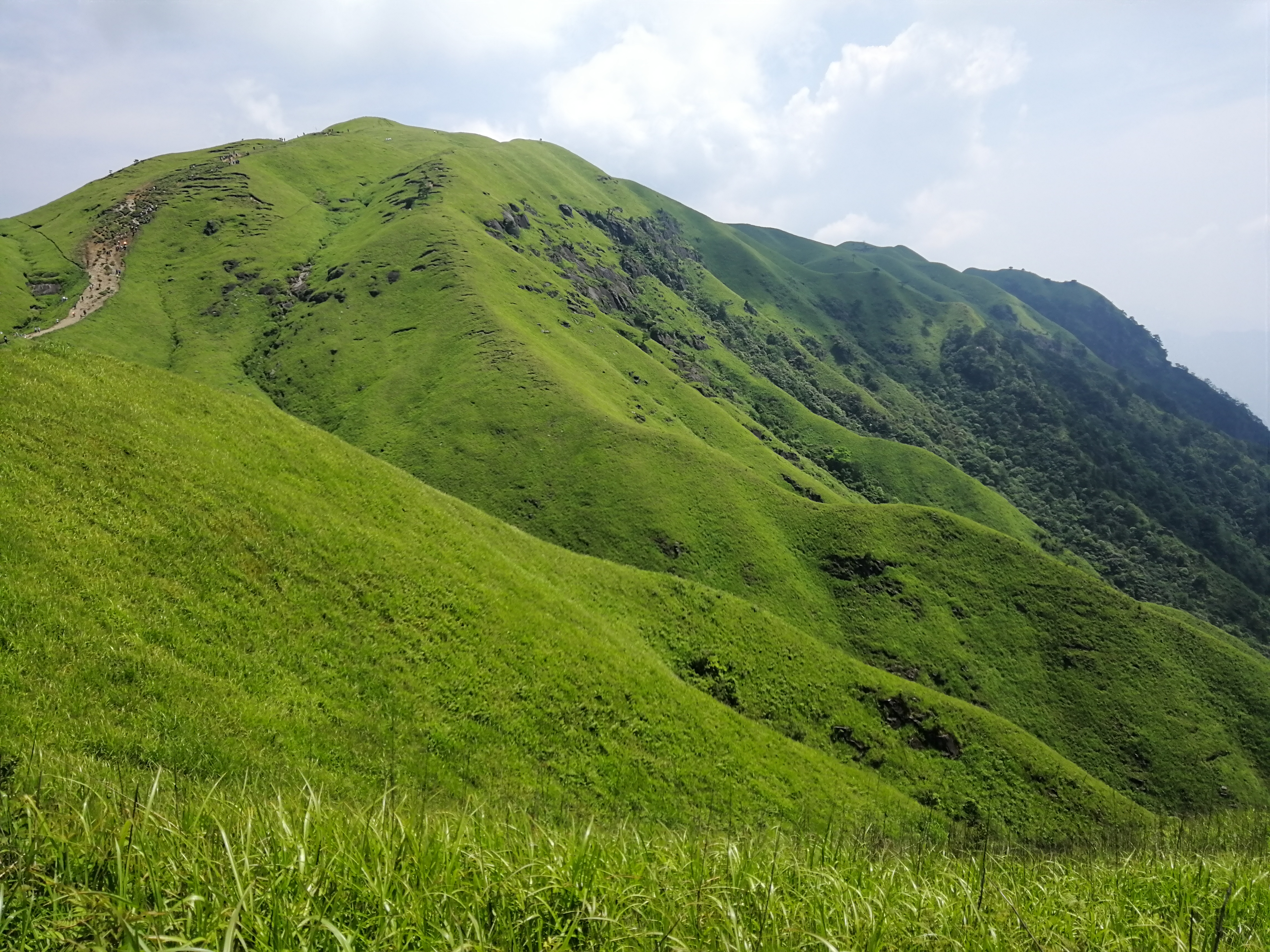 高山草甸