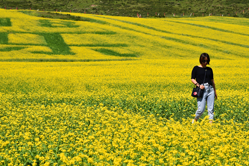西北之油菜花田