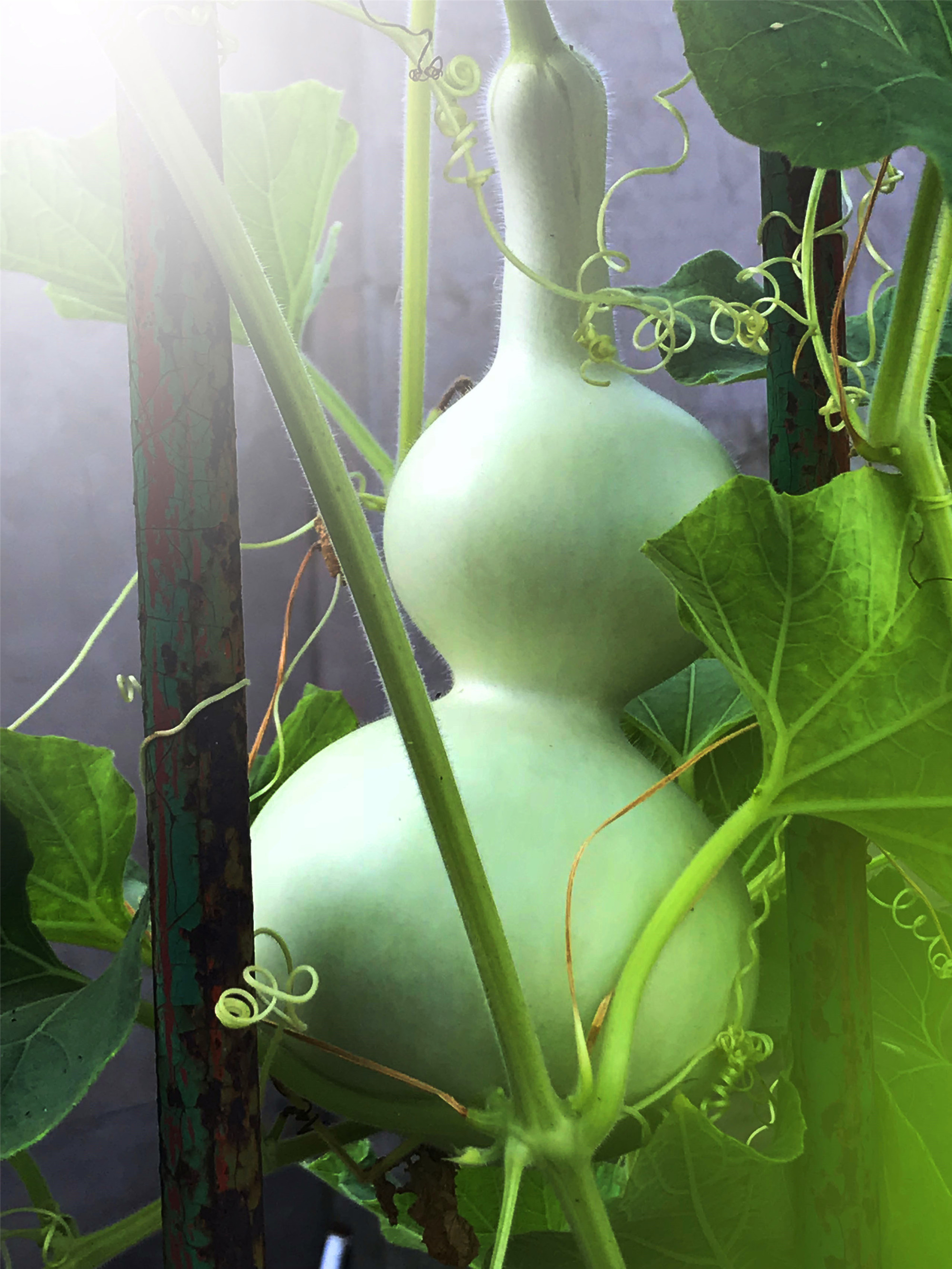 刘勇良手机纪实摄影:葫芦藤下