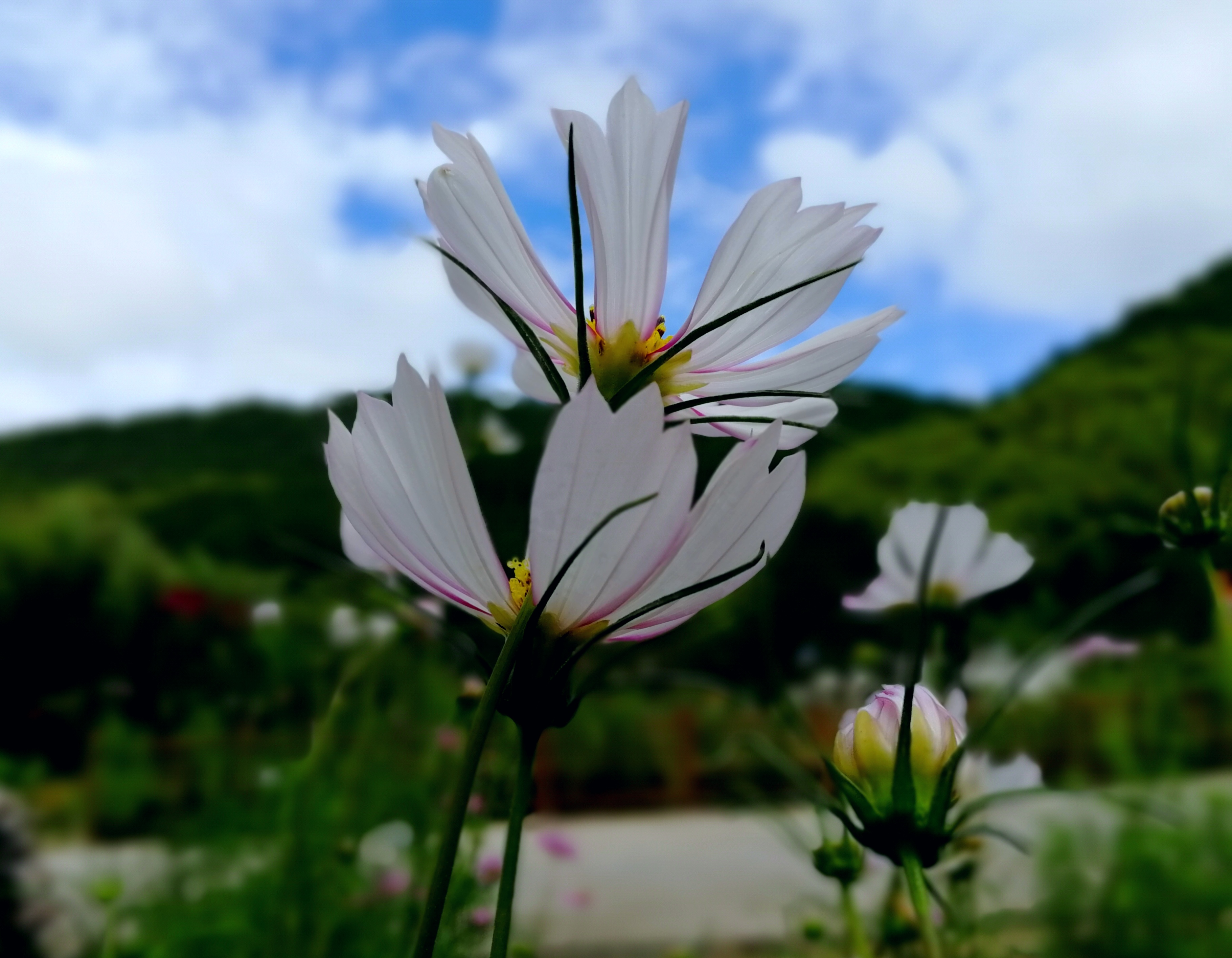 最美天仙峽 花花世界 靜守本心