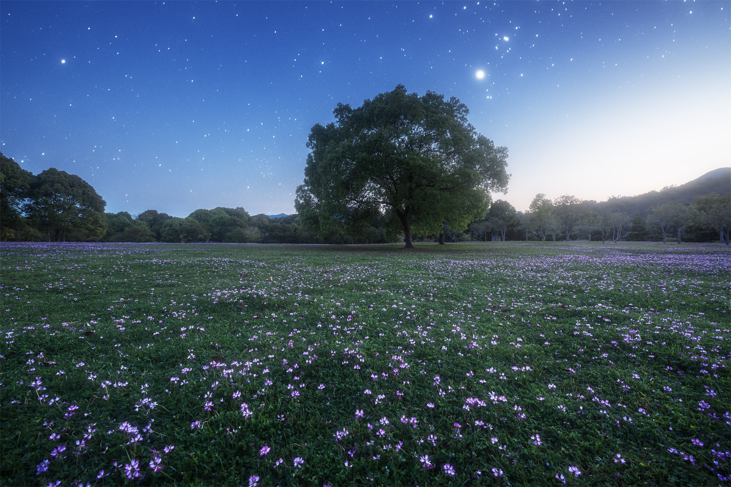 星空下的花海