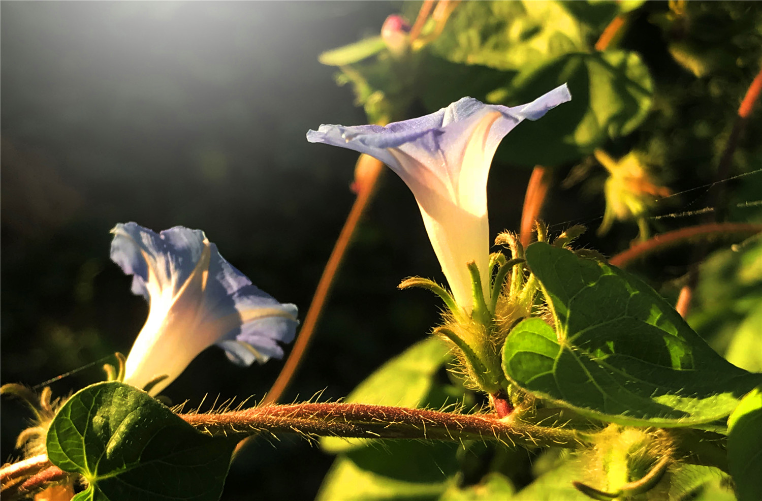 刘勇良手机纪实摄影:喇叭花开的早晨
