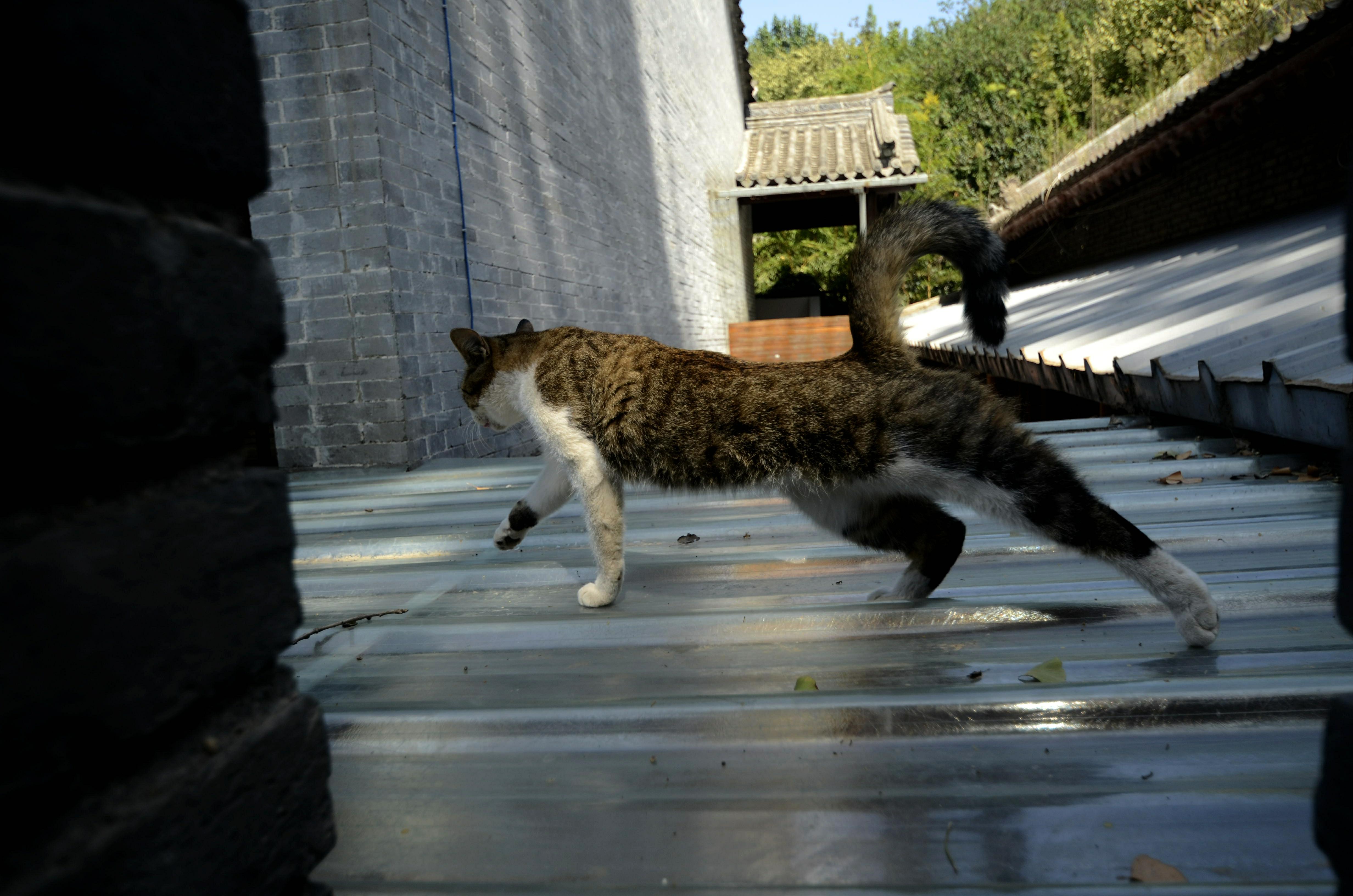 萌趣的猫咪_游侠客摄影网_摄影旅游网站