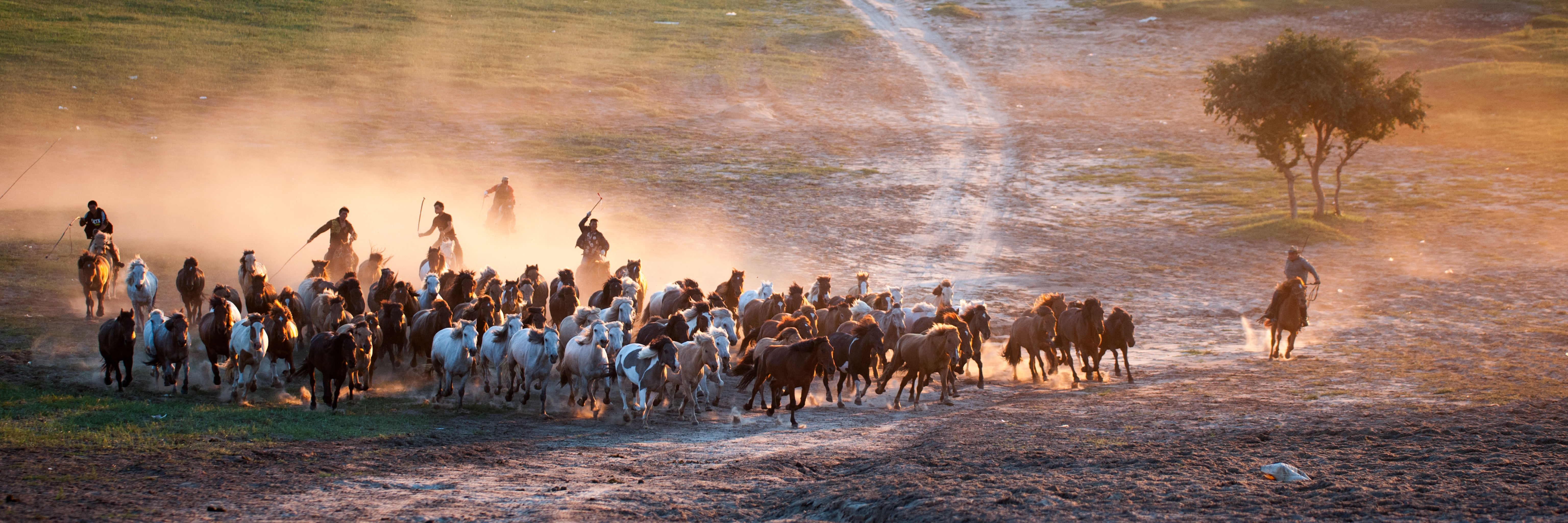 夏日坝上群马奔腾