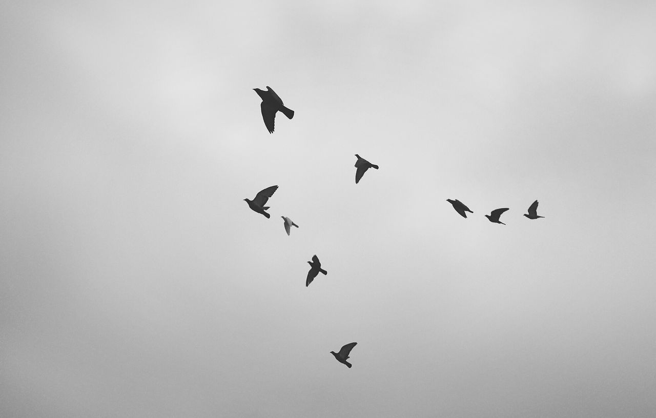 一群飞鸟
