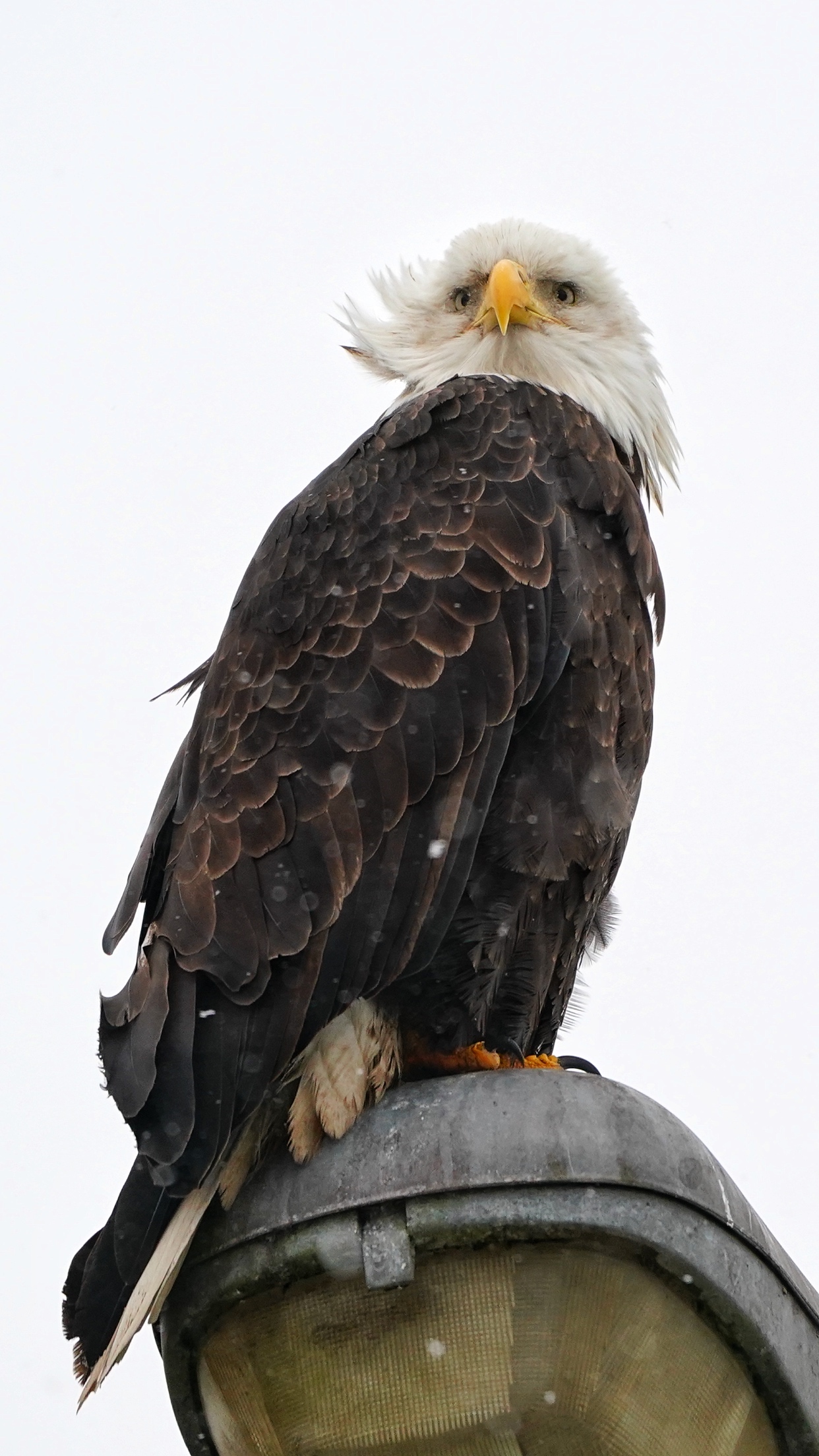 风雪中空中捕猎的白头鹰