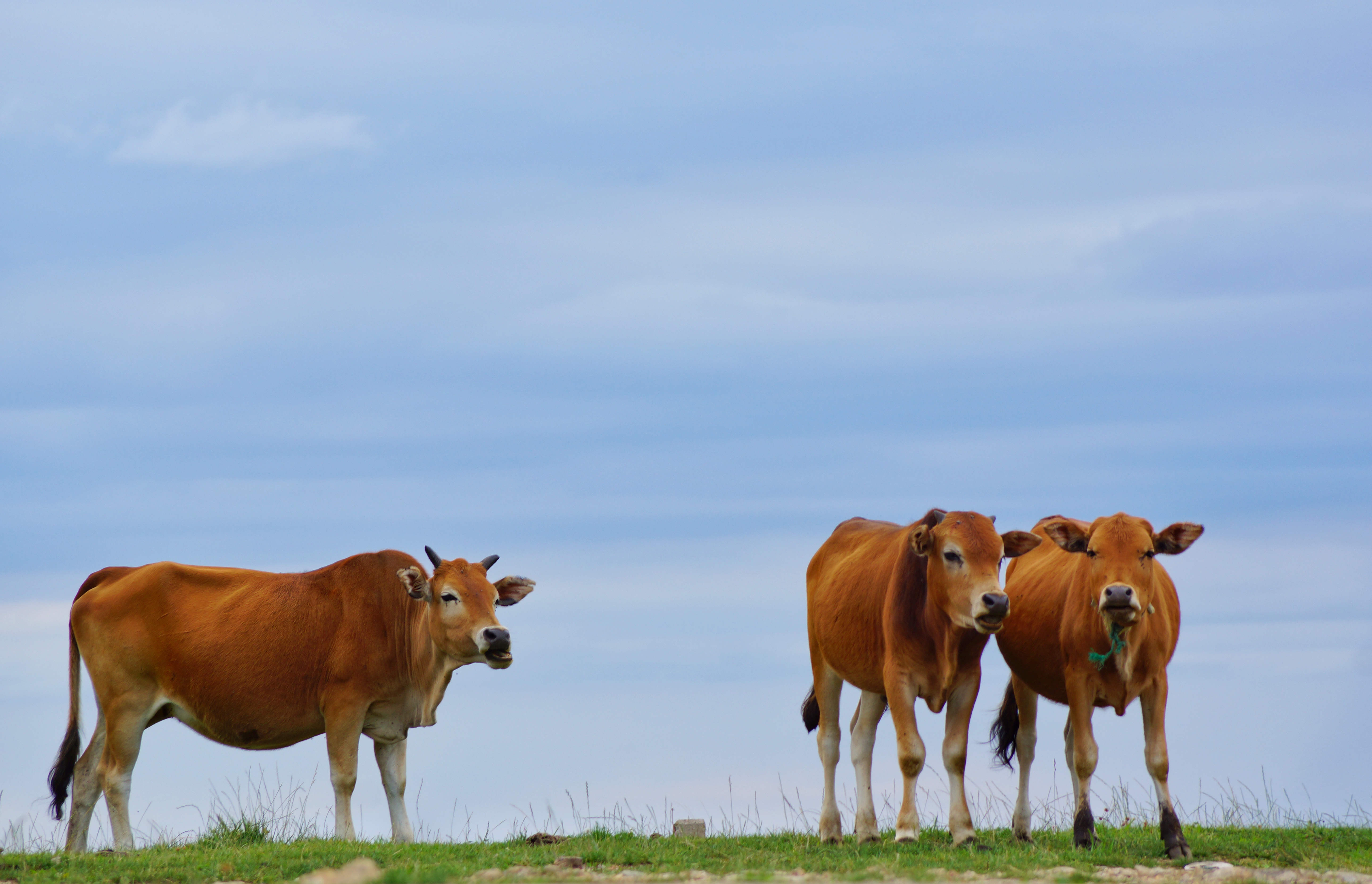 高山牛_游侠客摄影_摄影旅游站