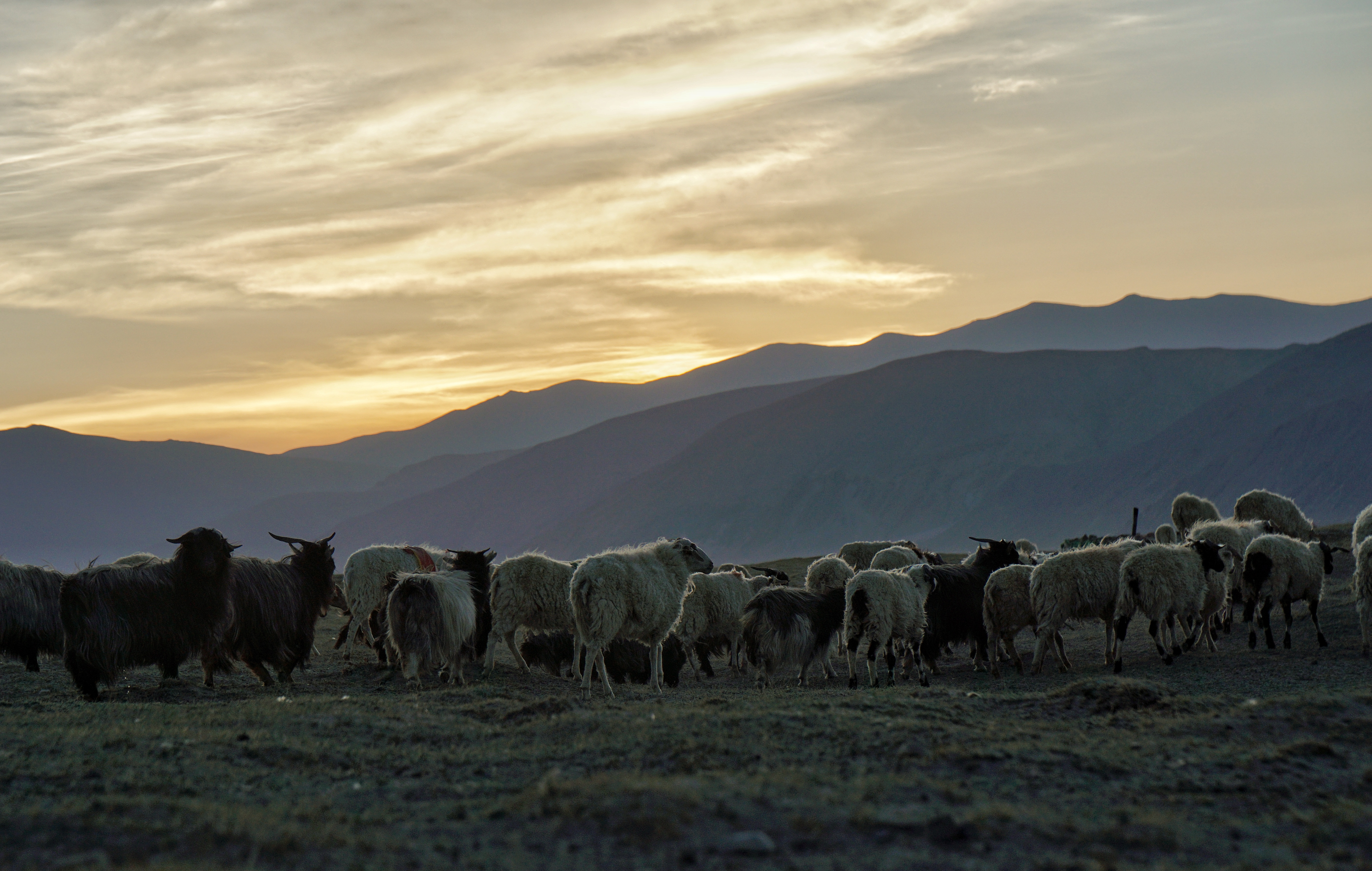 暮归的羊群_游侠客摄影_摄影旅游站