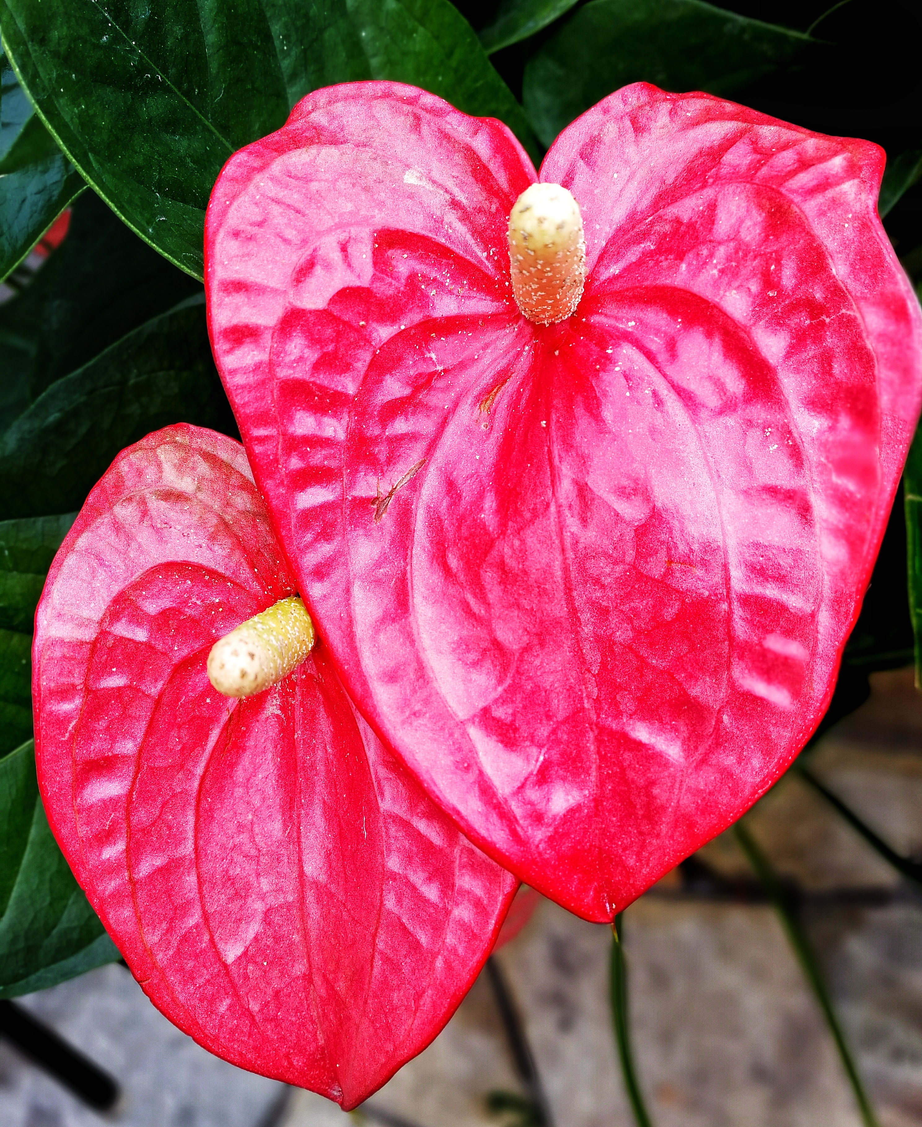 心连心(红掌花)