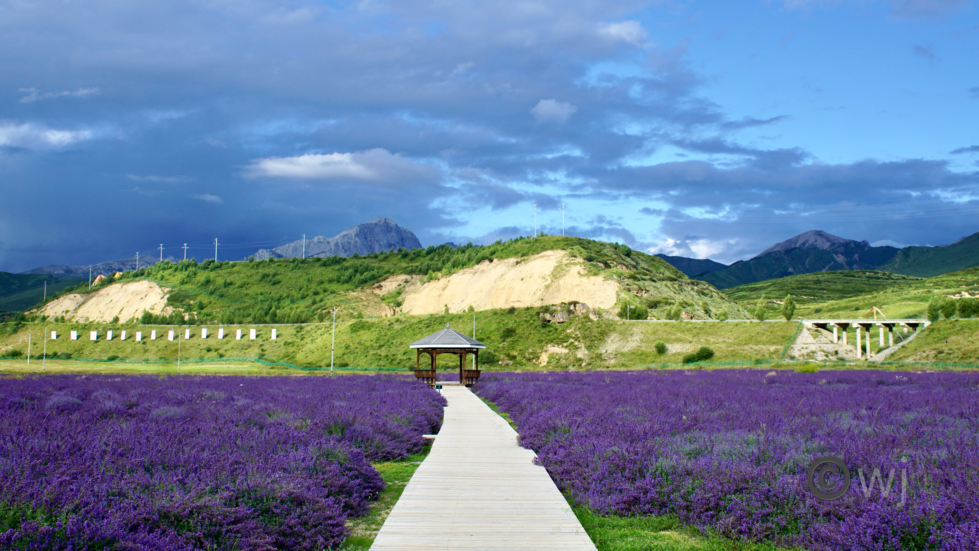 川主寺薰衣草花海