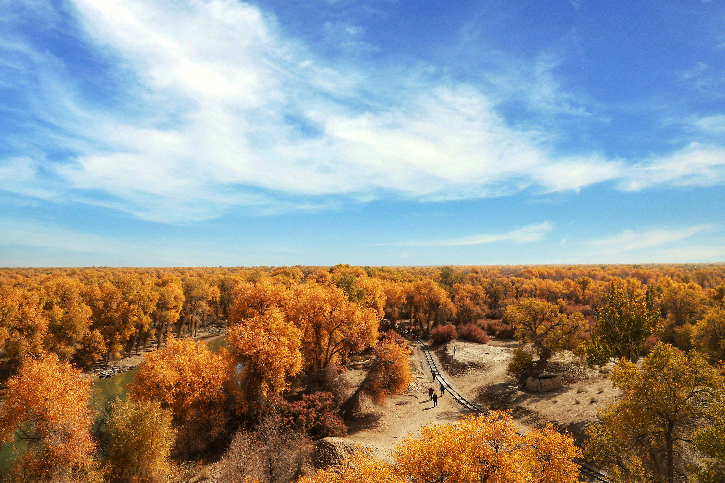 南疆塔里木轮台胡杨林