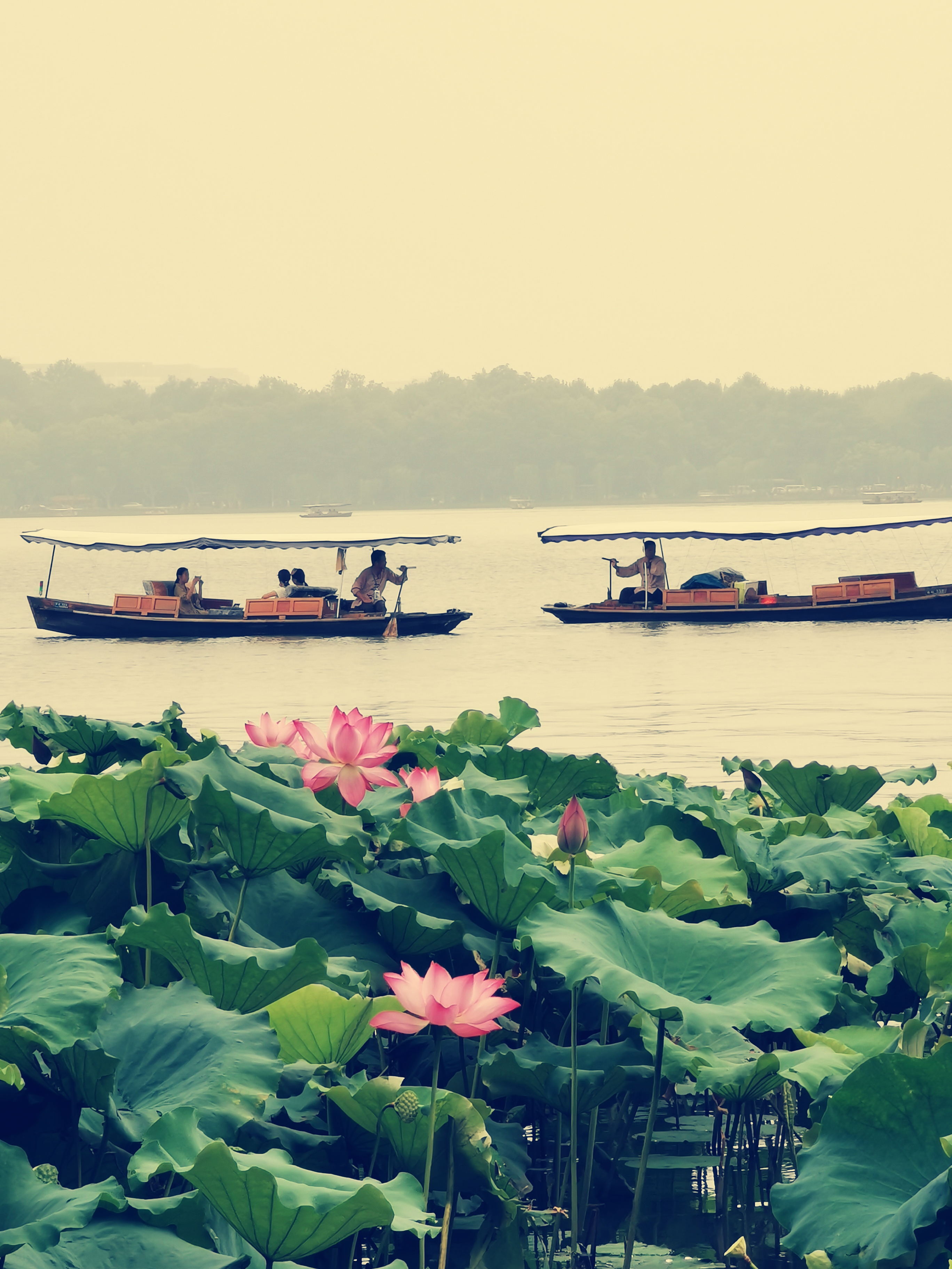 西湖荷花季7月_游侠客摄影_摄影旅游站