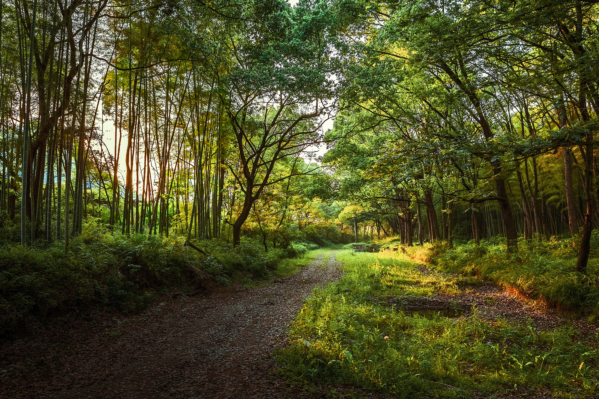 丛林掠影_游侠客摄影_摄影旅游站