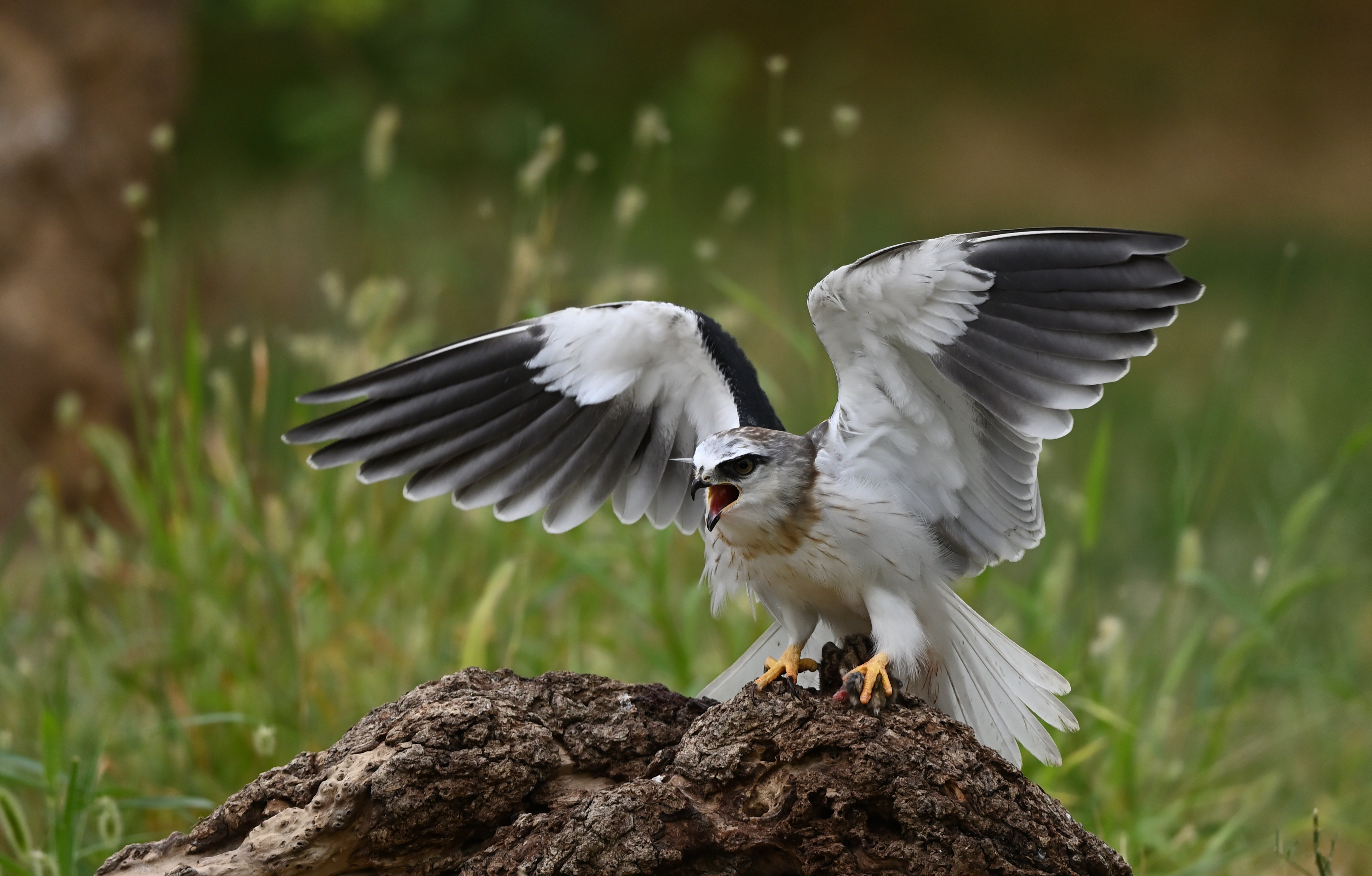 黑翅鸢_游侠客摄影_摄影旅游站