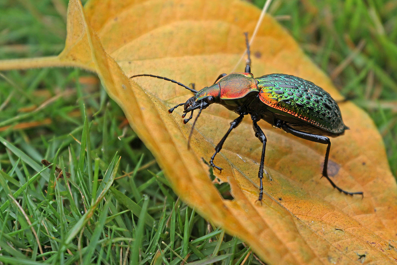 国家二级重点保护野生动物拉步甲分享_游侠客摄影_摄影旅游网站