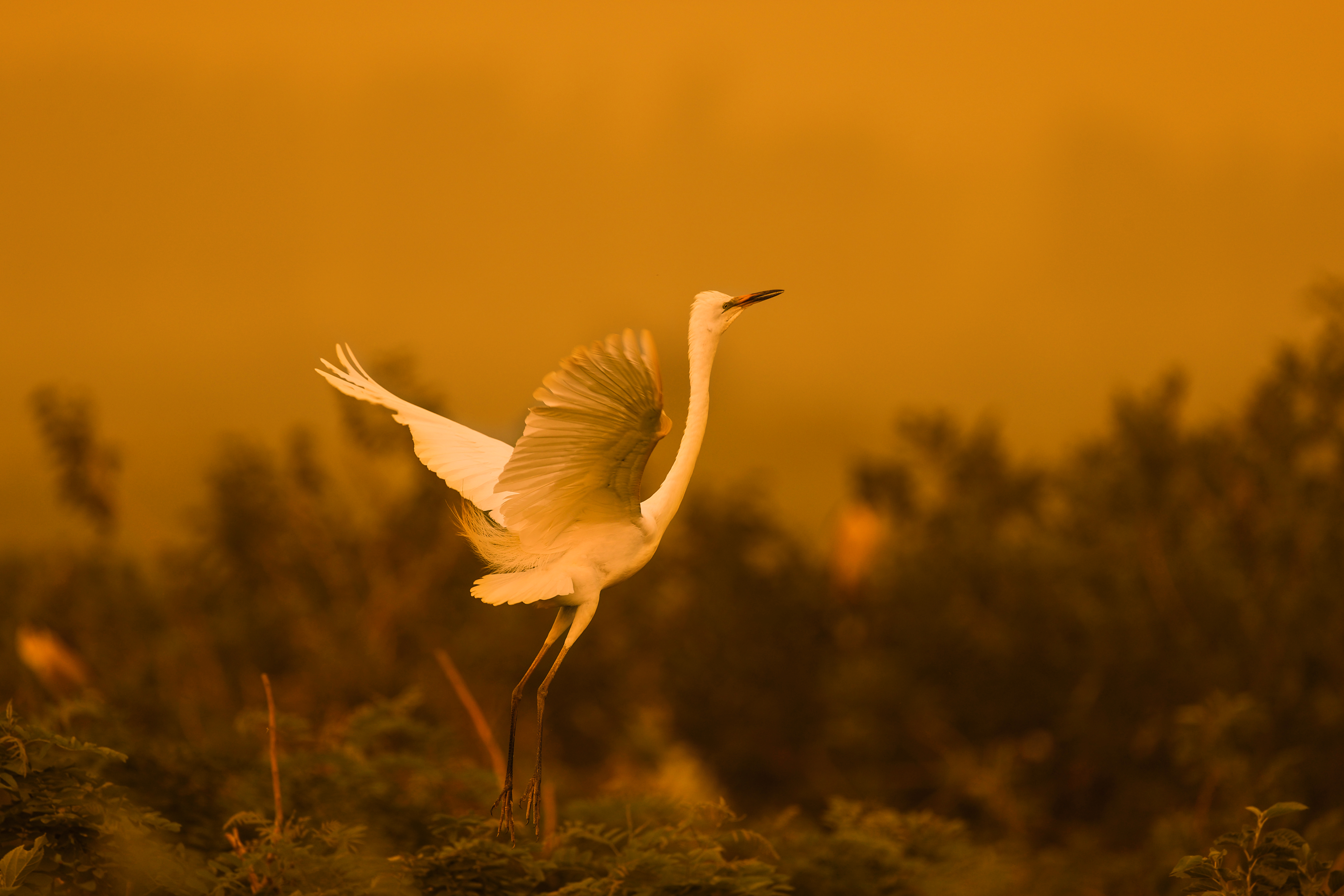 落日余晖下的白鹭
